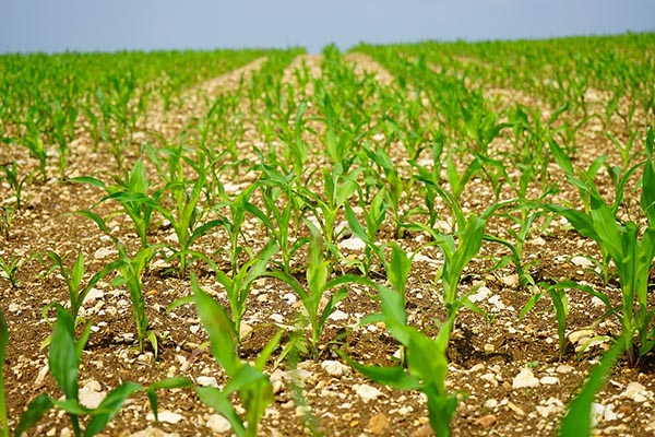 Entrega de fertilizantes, insuficiente ante necesidades del sector agrícola: docente UPAEP