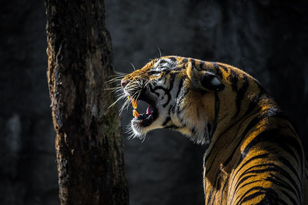 Tigre escapa de reserva natural y asesina a un niño y a su abuelo en India