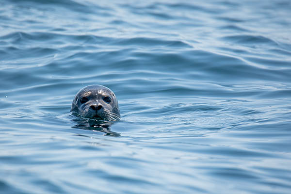 Chile confirma primer caso de influenza aviar en un lobo marino