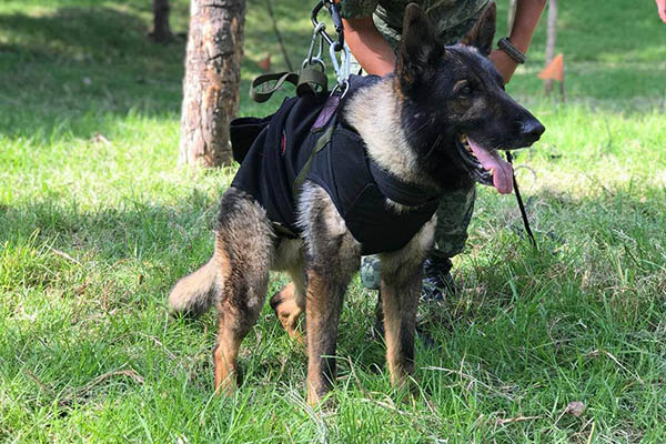 Proteo, Frida y otros perritos rescatistas que han ayudado a México