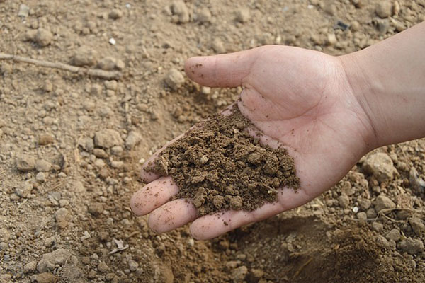 Para 2050 se reducirán 80 % de las emisiones de CO2 producidas por fertilizantes