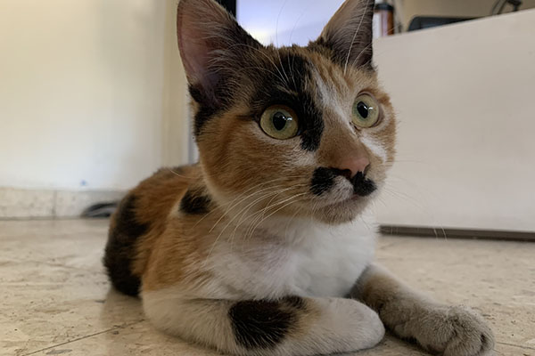 Día Internacional del Gato: el auge de las mascotas y su aporte a la economía