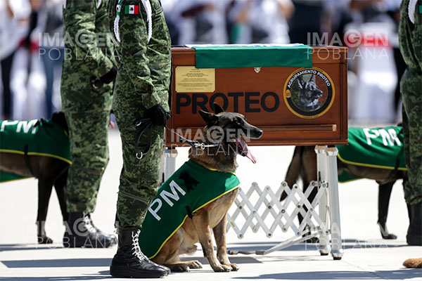 Nombran “Proteo” a un refugio de animales en Turquía en honor al perro rescatista