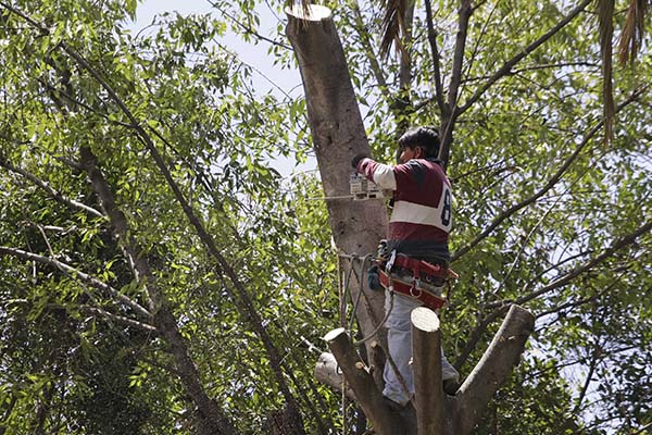 Estas son las multas por cortar árboles sin autorización en Puebla