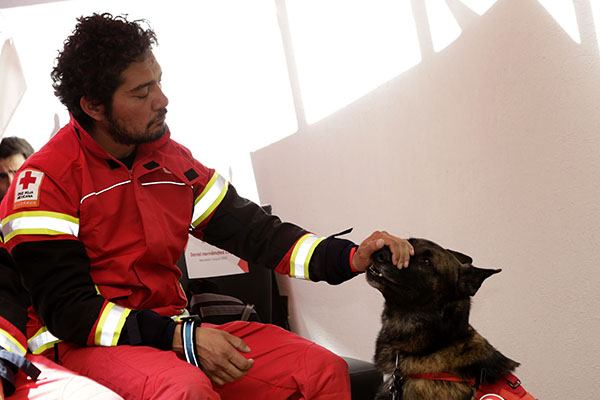 Así entrenan a los perritos rescatistas mexicanos