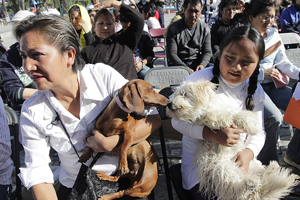 Estas son las ventajas -y mitos- de la esterilización de mascotas