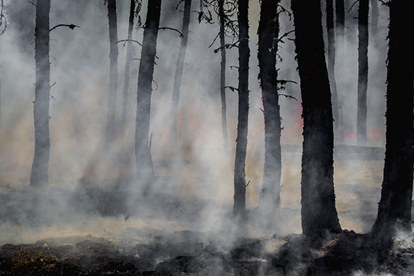 Continúa gobierno trabajos para sofocar incendios forestales: SEGOB