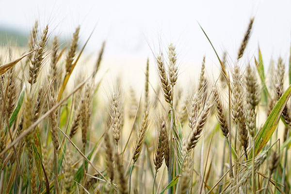 Día Mundial del Cereal: la crisis de producción tras la guerra entre Rusia y Ucrania
