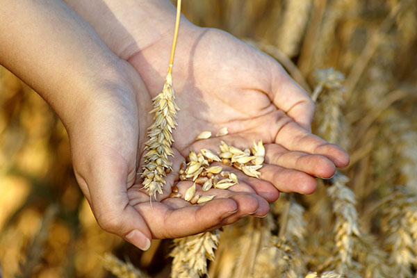 Confirma Rusia la prórroga del pacto alimentario