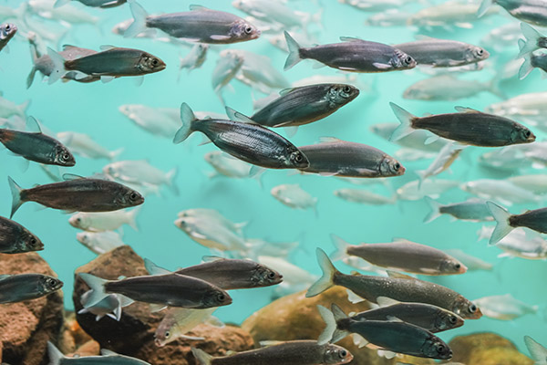 Toneladas de peces serán sacrificados para preservar la calidad del agua en un pantano en España