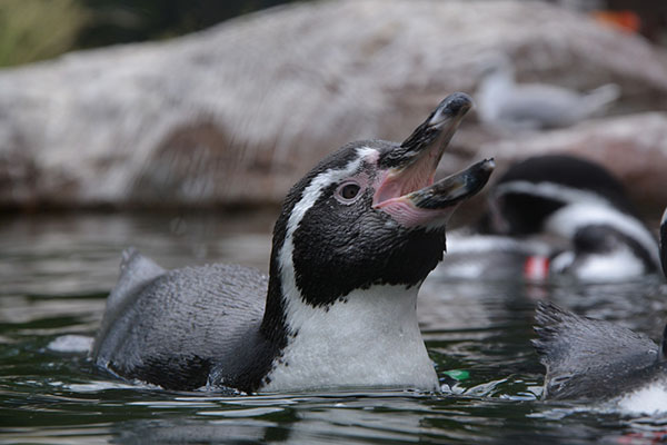 Chile registra un aumento alarmante de animales marinos varados muertos