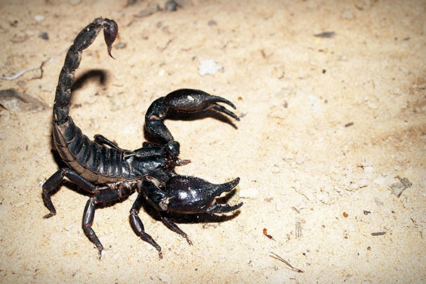 Avispas, alacranes, serpientes y arañas… ¡cuidado con los animales ponzoñosos!