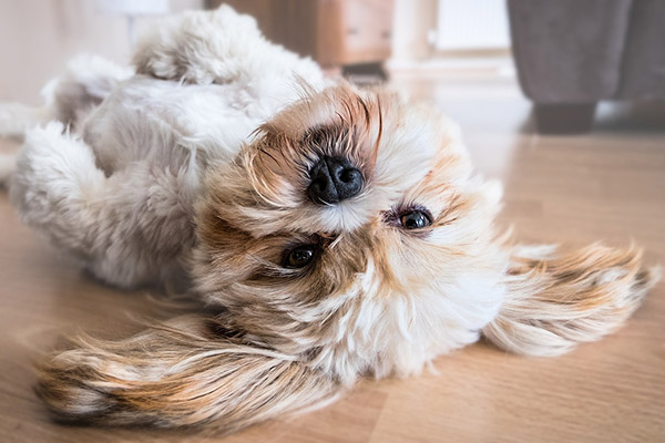 ¿El humo del tabaco afecta a las mascotas?