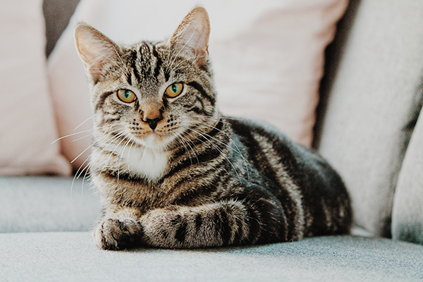 El color de un gato podría indicarnos si es agresivo o no