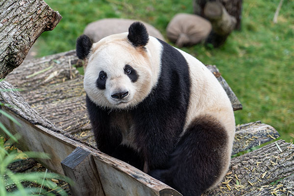 Fallece osa panda de 21 años en Tailandia