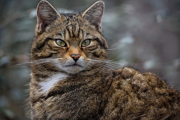 “Concurso” en Nueva Zelanda: 250 dólares de premio al niño que mate más gatos