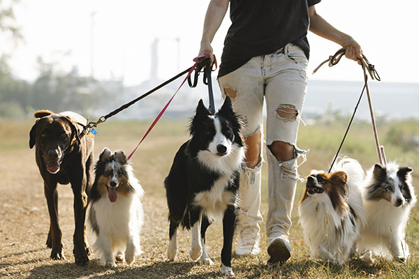 Tener un perro no es barato: esto implica la adopción de un lomito
