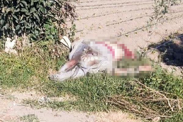 Localizan cadáver envuelto en plástico junto a una carretera