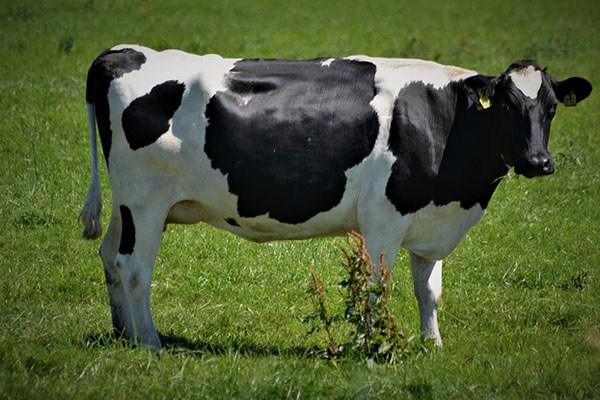 Vaca “voladora” aplasta a anciano que orinaba junto a las vías del tren