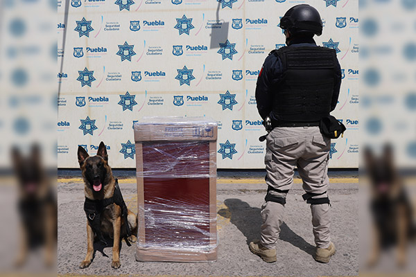 Ejemplar canino de la SSC detecta paquete con aparente droga