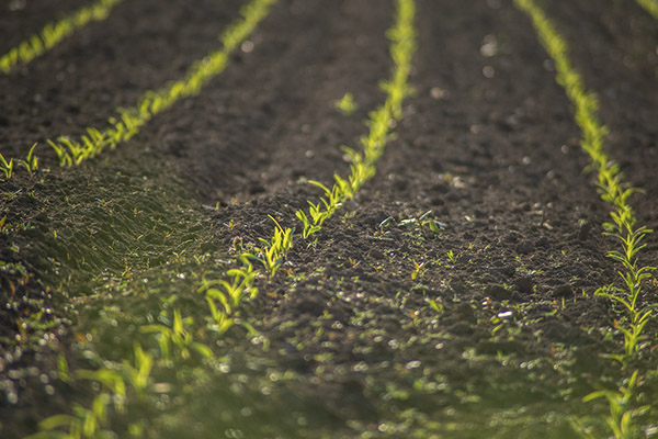 No todo son desventajas: la ceniza volcánica y sus beneficios para la agricultura