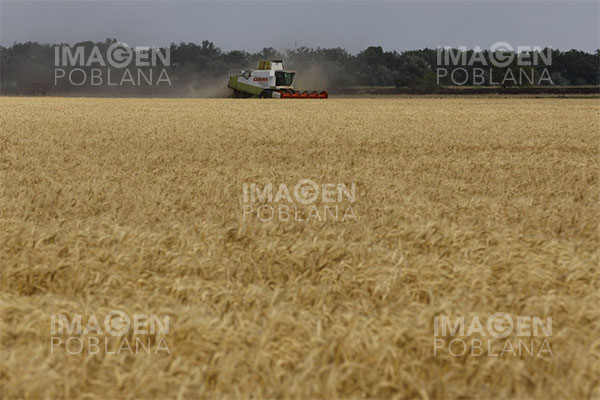 Rusia confirma la prórroga del pacto alimentario por otros dos meses