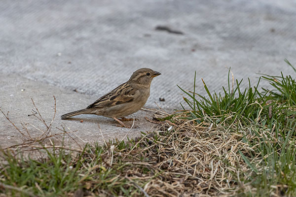 No solo perros y gatos, las aves también sufren por la ceniza volcánica