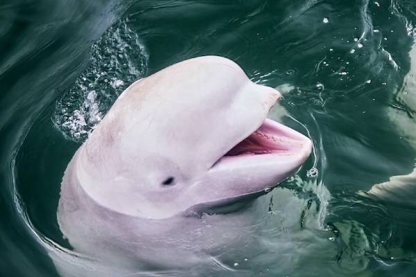 Autoridades noruegas piden mantener distancia de Hvaldimir, la beluga "espía de Rusia"