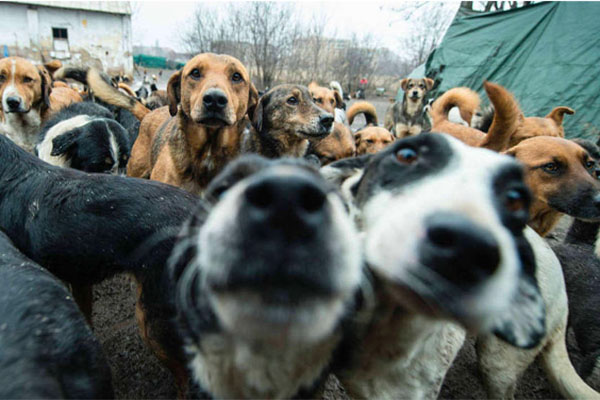 Perros sin raza: mascotas que merecen un hogar y cuidados