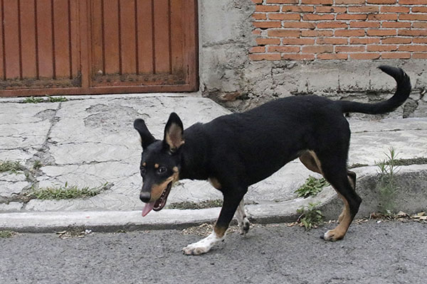 No compres, mejor adopta: estas son las ventajas de tener un perro mestizo