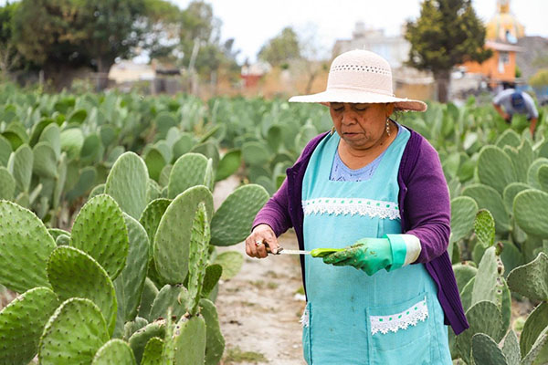Anuncia San Andrés Cholula edición 27 de la Feria del Nopal en Tlaxcalancingo