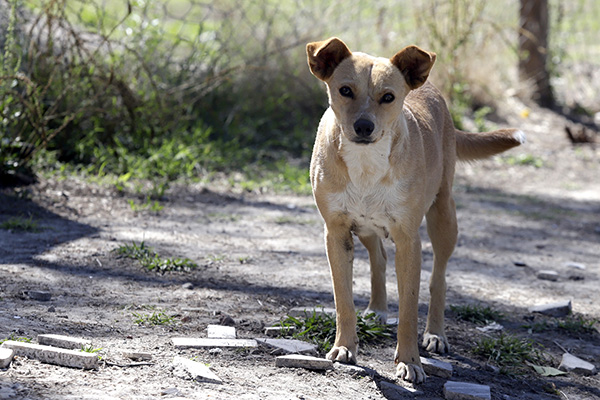 Esto dice la ley sobre el maltrato a los animales callejeros