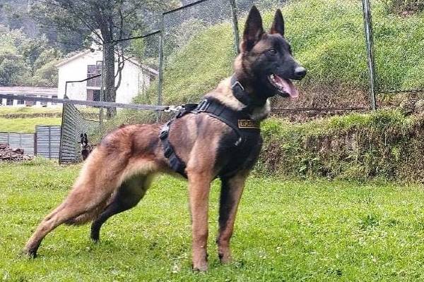 Esto se sabe sobre la misteriosa desaparición de Wilson; el perro huyó de las fuerzas militares