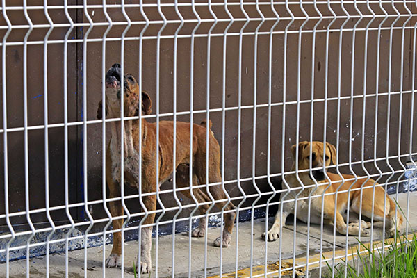 López Obrador presentará iniciativa de reforma para proteger a los animales