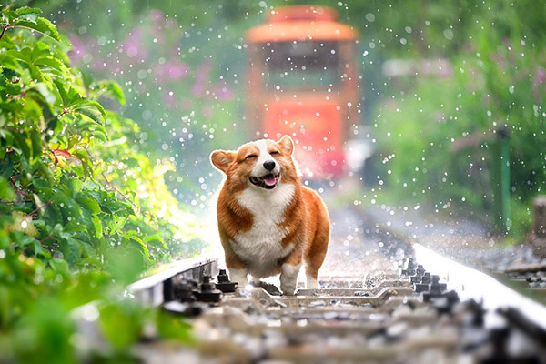 En esta temporada de calor, protege a tu mascota de las altas temperaturas