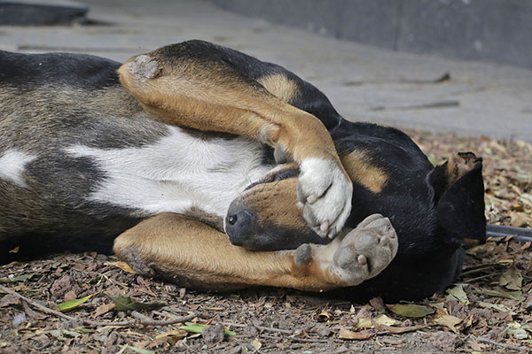 La sociedad está indignada y exige acciones legislativas contra el maltrato animal
