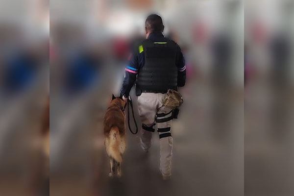Grupo K9 asegura 22 kilos de cocaína en empresa de paquetería