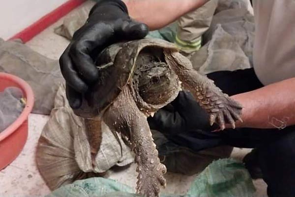 Traficante de animales descubierto tras accidente; llevaba 300 tortugas
