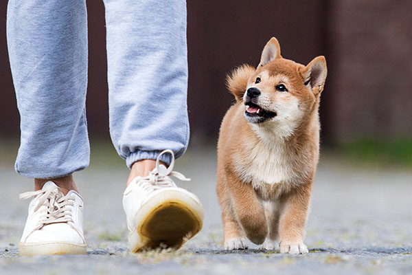 ¿Cómo cambiar la vida de un perro sin hogar? 5 consejos por si no puedes adoptar