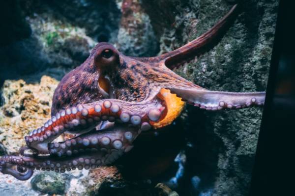 ¡Insólito! Hallan un pulpo vivo en el esófago de un hombre
