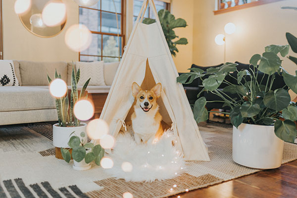 Un hogar acogedor para los perrihijos: consejos de decoración para pet lovers