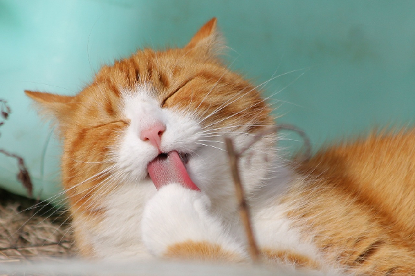 OMS alerta sobre brote de gripe aviar en gatos de Polonia