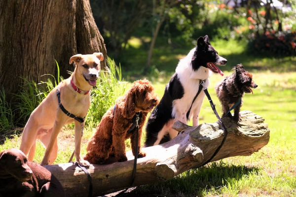 Día Mundial del Perro, un homenaje a la leal compañía canina