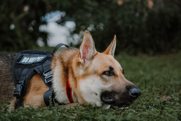Agente de EU ordena a un perro atacar a afroamericano que no oponía resistencia