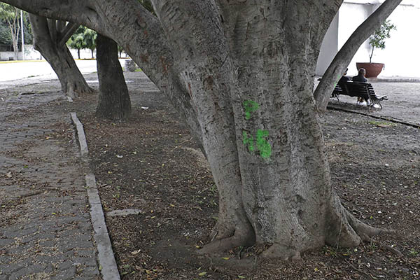 ¿Árbol en mal estado? Así puedes solicitar su retiro y reemplazarlo por uno sano