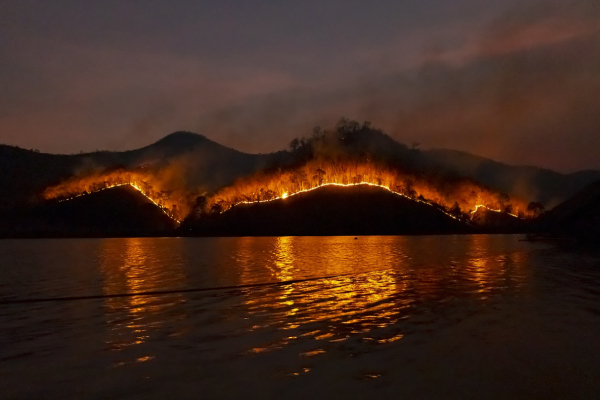 Llamado desesperado por los animales en Grecia: incendios amenazan su supervivencia
