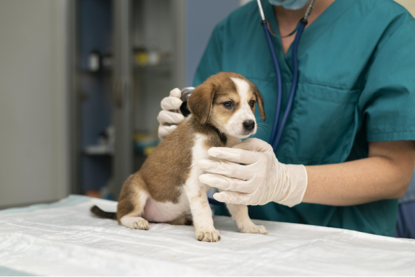 Así ha crecido el Hospital Veterinario de la BUAP