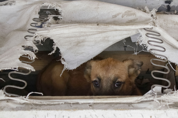 Gran problema en México: 20 millones de perros deambulan por las calles