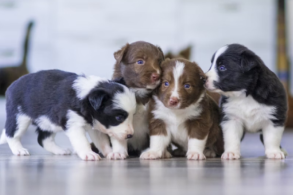 Mujer inicia desesperada búsqueda de cachorros perdidos en alcantarillas en Houston