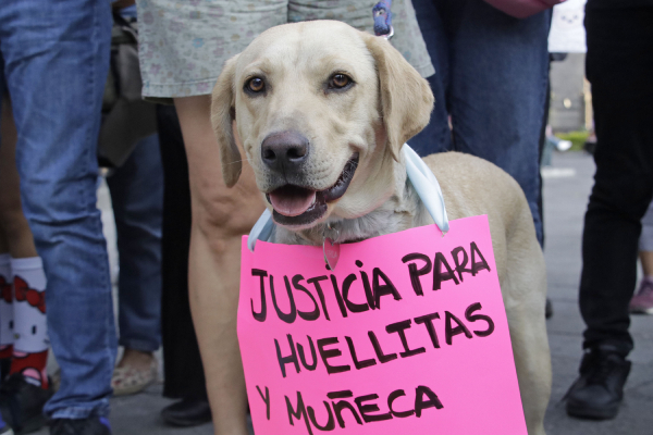 Puebla, sumida en una severa crisis de maltrato animal